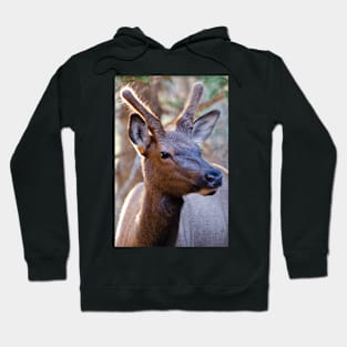 Yearling Hoodie